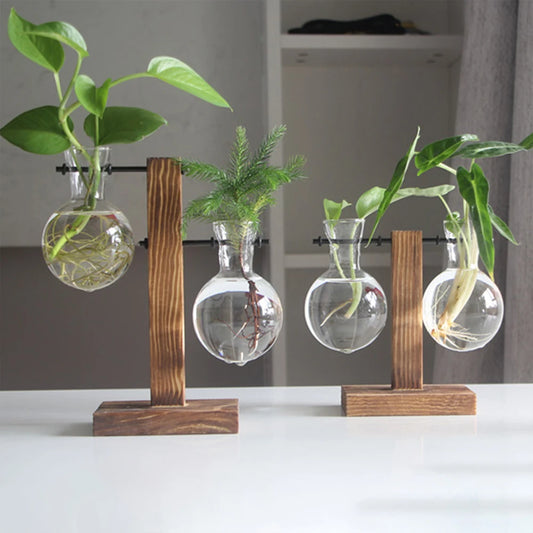 Charming Hydroponic Terrarium with Wooden Stand